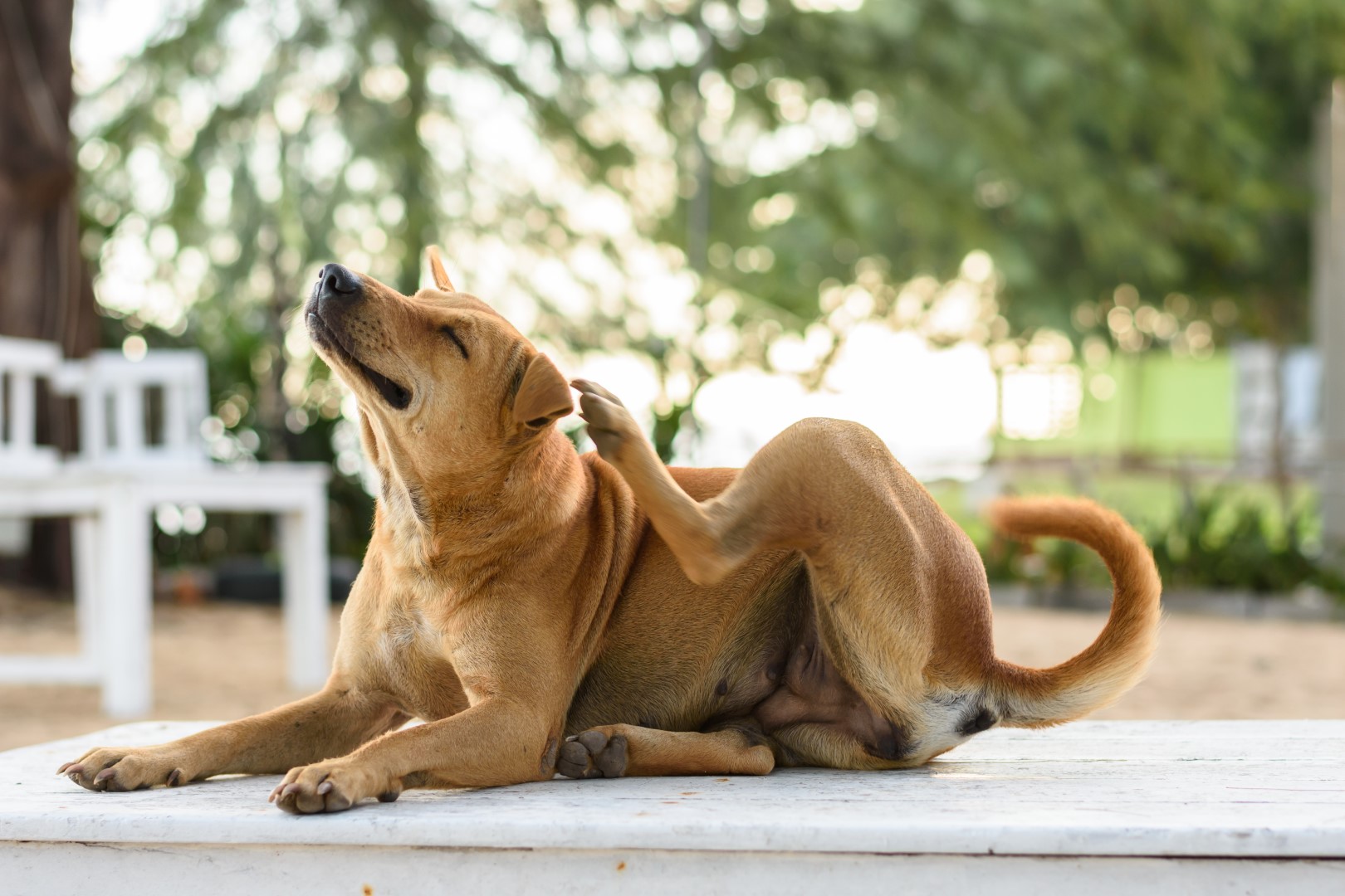 Hoe een hond jeuk kan hebben: oorzaken, oplossingen en het effect van natuurlijke supplementen