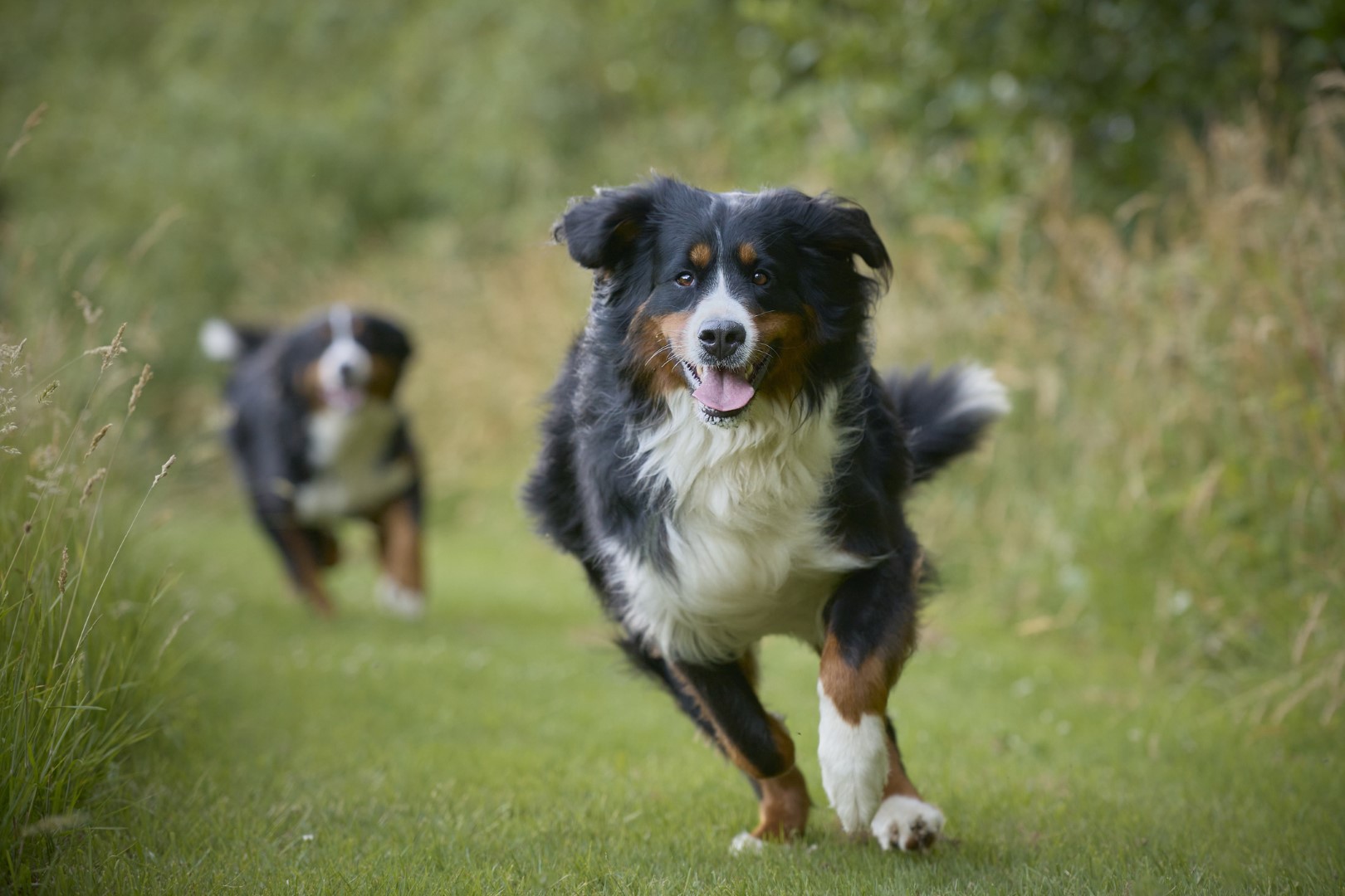 Soepele gewrichten bij een hond: oorzaken van stijfheid en hoe natuurlijke supplementen kunnen helpen